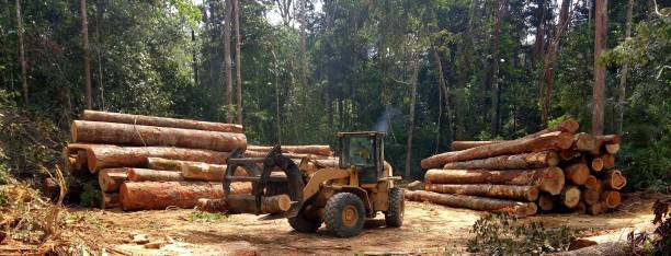Best Tree Cabling and Bracing  in Eastland, TX